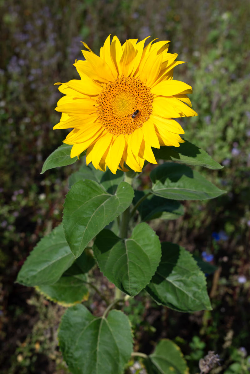 Sonnenblume.jpg