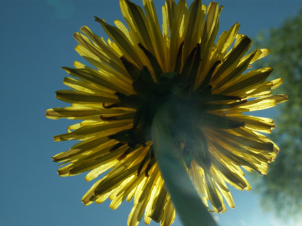 "Sonnenblume" - Löwenzahn