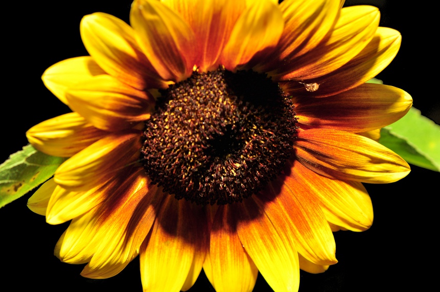 Sonnenblume Neu 2