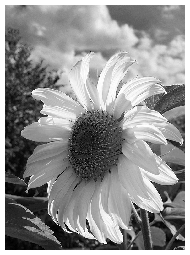 sonnenblume sw 2