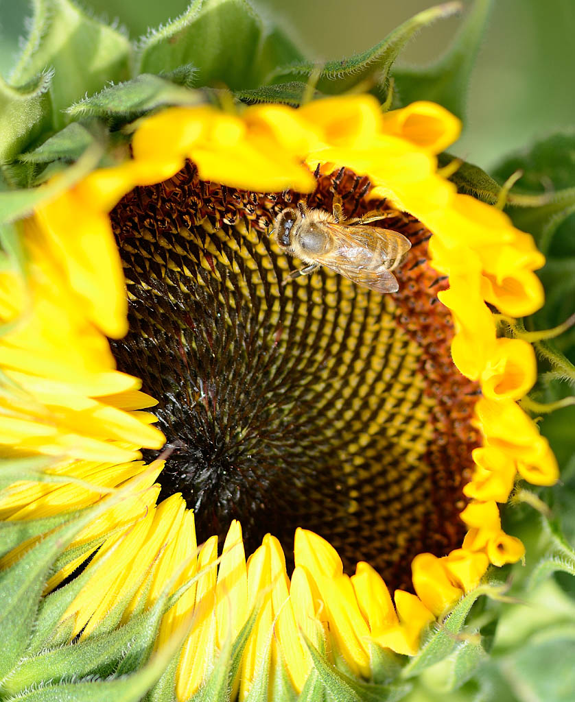Sonnenblume - was sonst? ;-)
