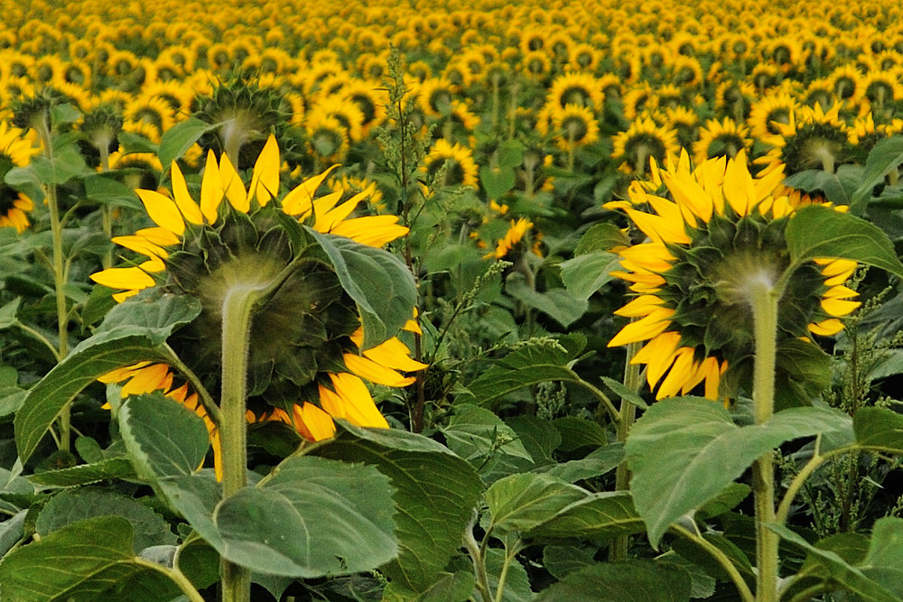 sonnenblume