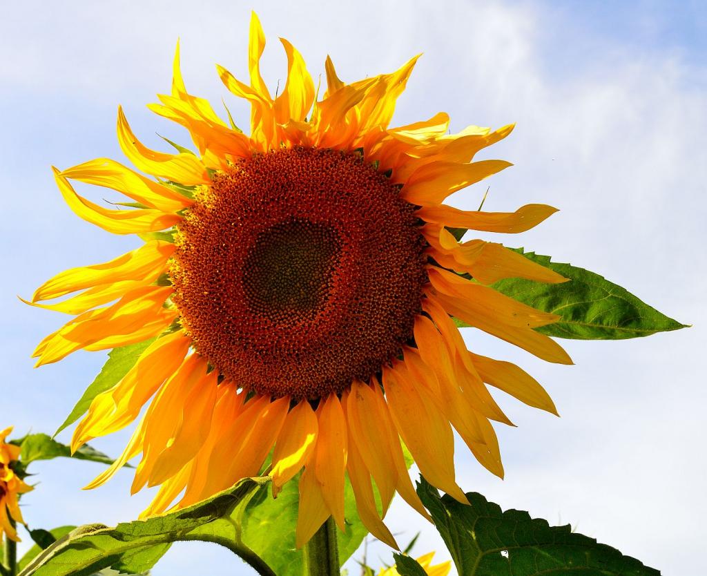 Sonnenblume