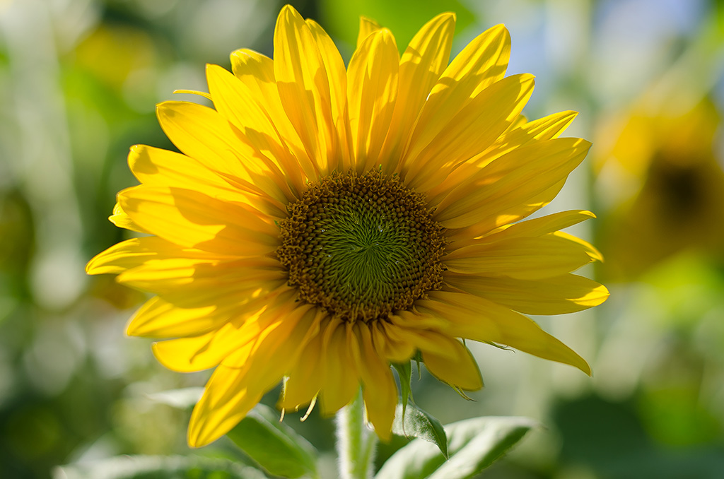 Sonnenblume