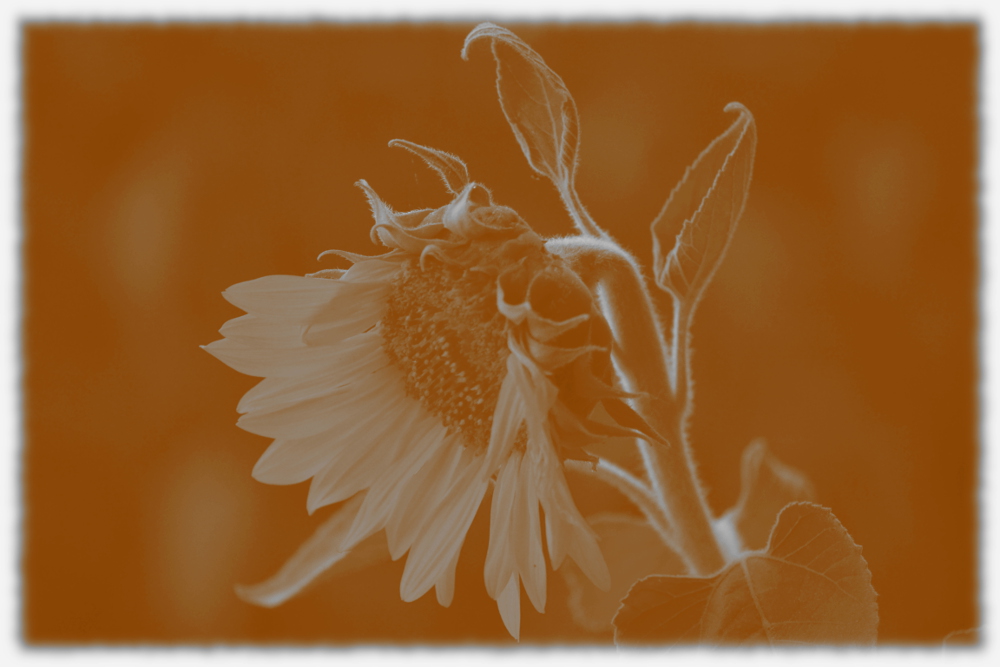 Sonnenblume