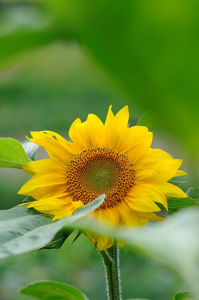 Sonnenblume
