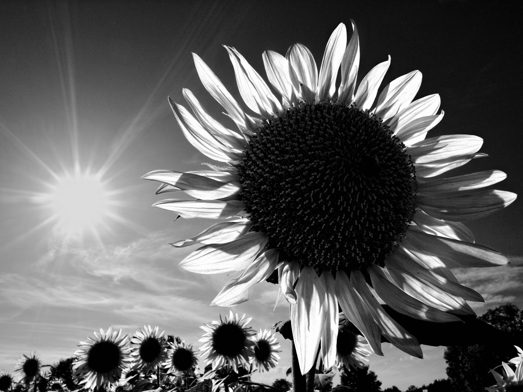 Sonnenblume