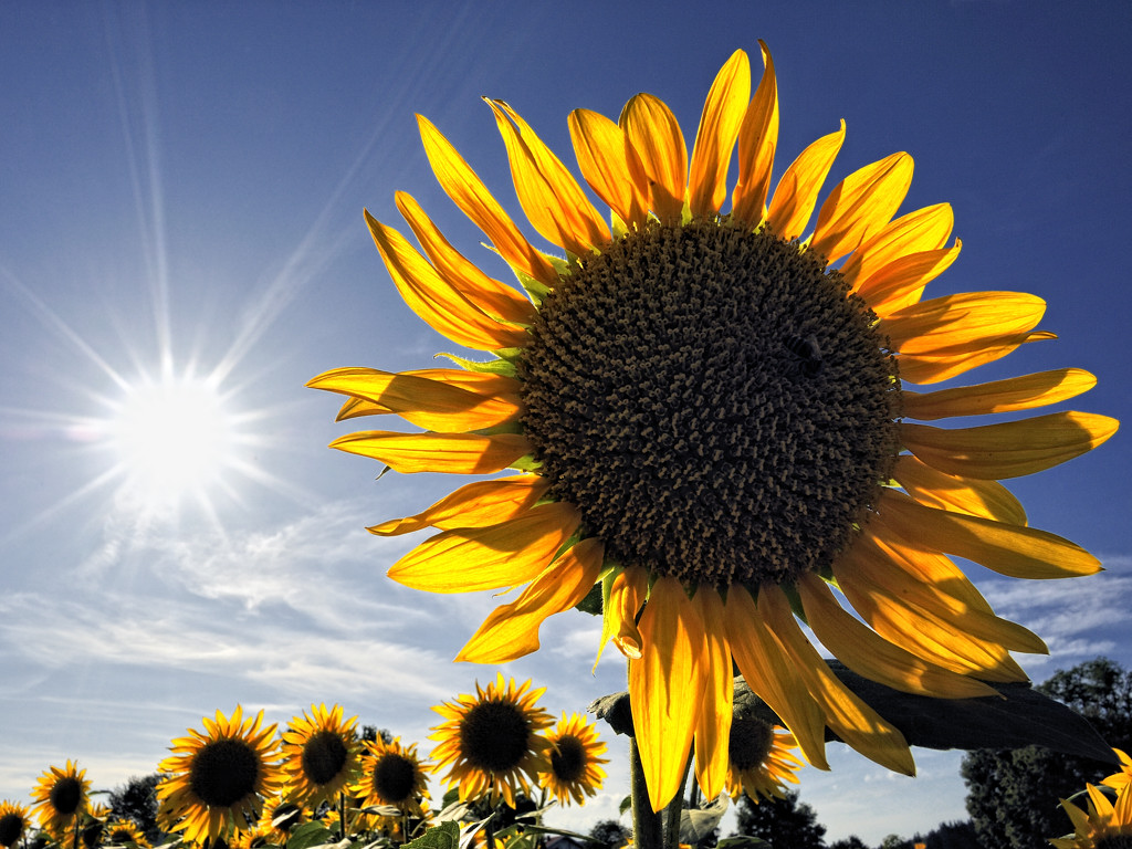 Sonnenblume