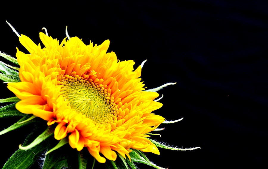 Sonnenblume
