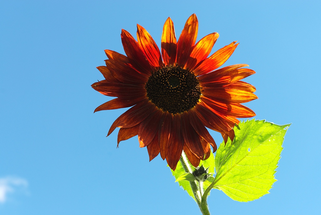 Sonnenblume