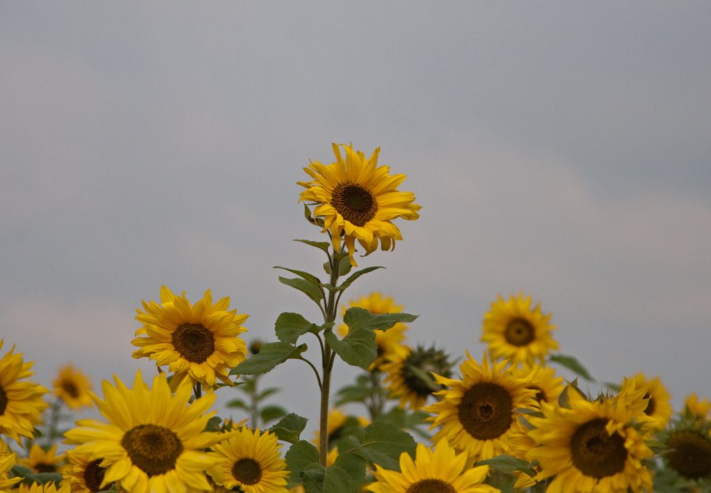 Sonnenblume