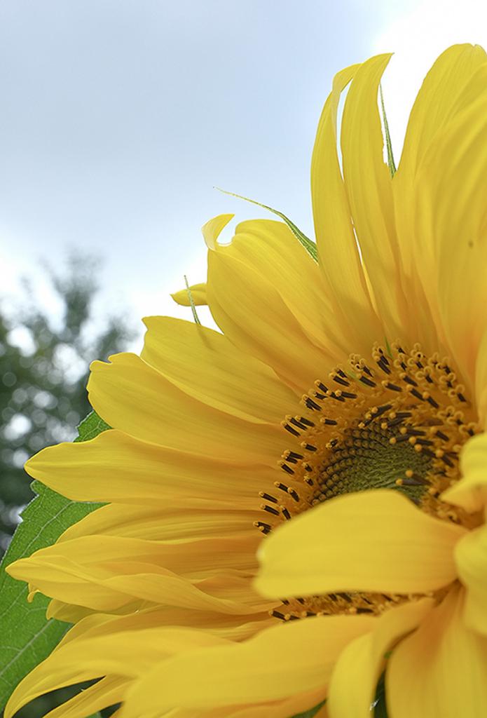 sonnenblume1