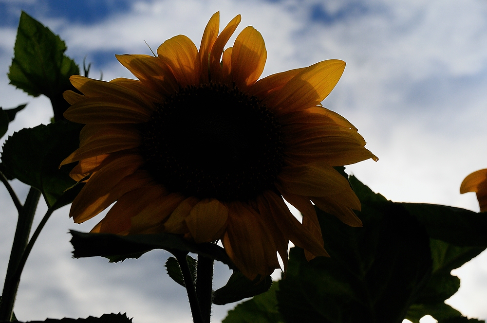 Sonnenblume2