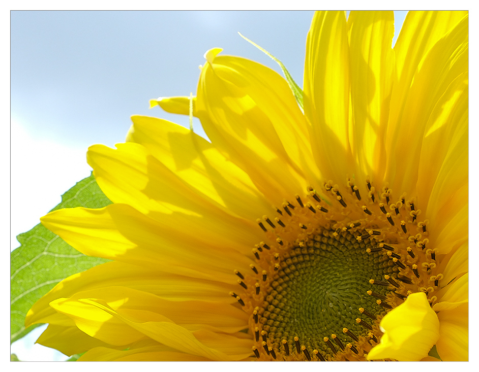 sonnenblume3