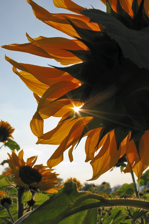 Sonnenblume3