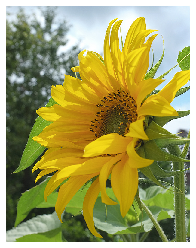 sonnenblume4