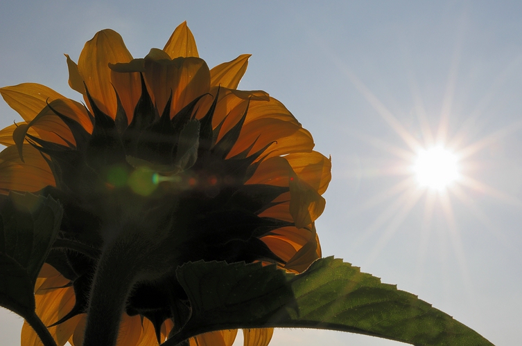 Sonnenblume4