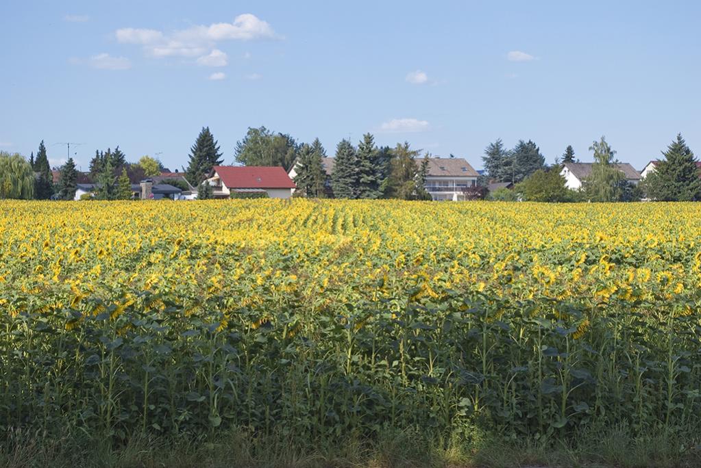 Sonnenblumen 02