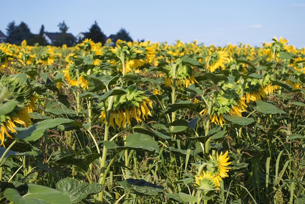 Sonnenblumen 04