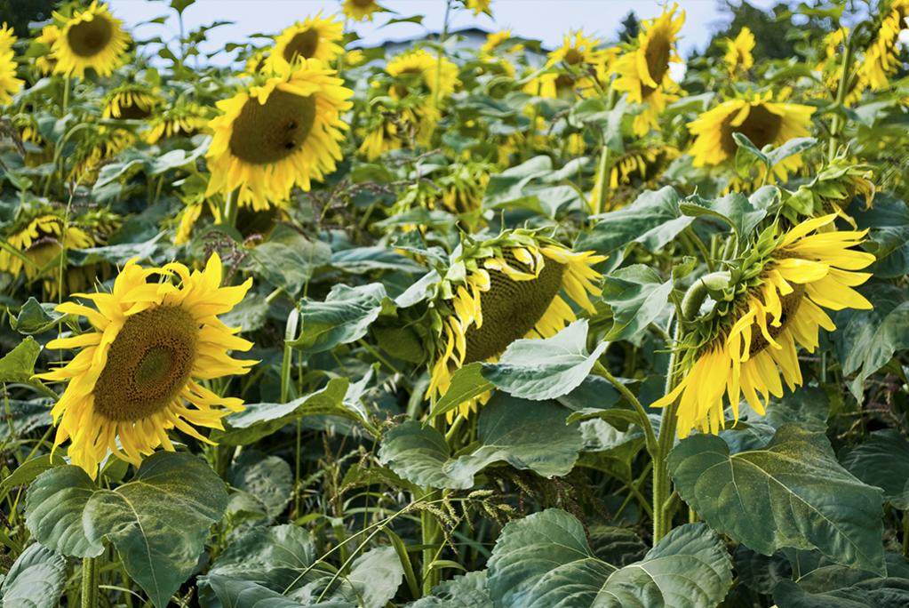 Sonnenblumen 05