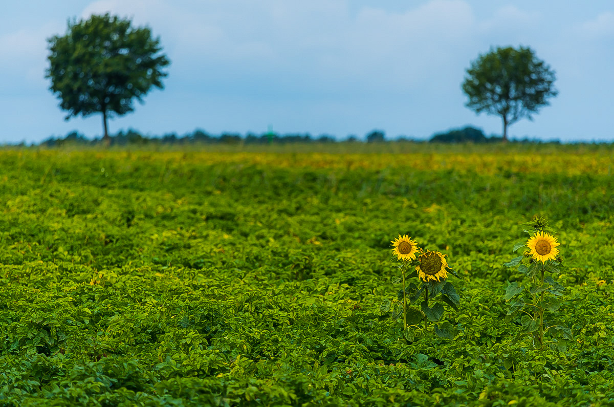 Sonnenblumen (1 von 1).JPG