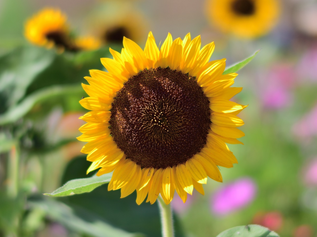 Sonnenblumen 3.9.2017 011