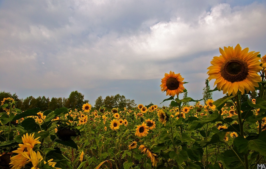 Sonnenblumen www