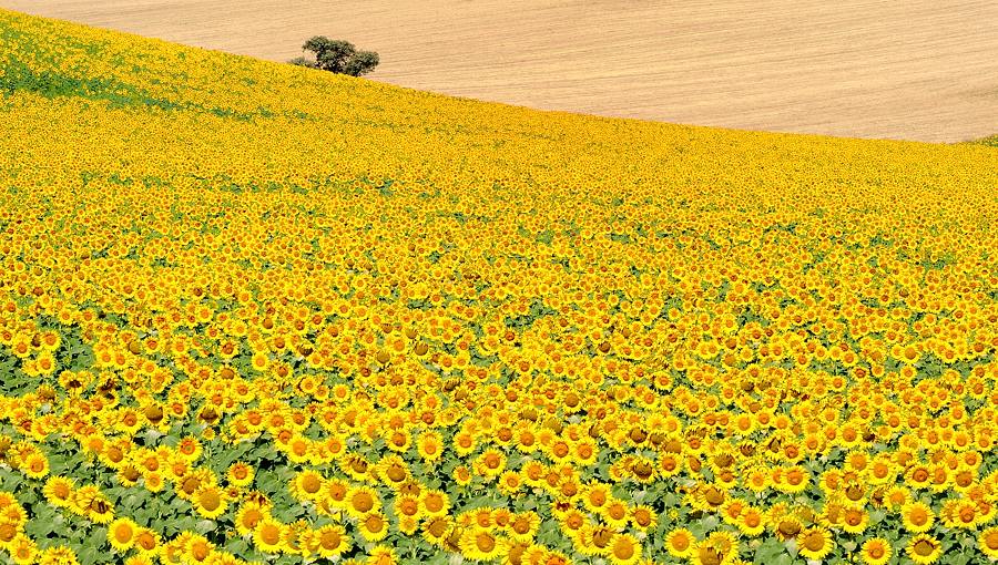 Sonnenblumen