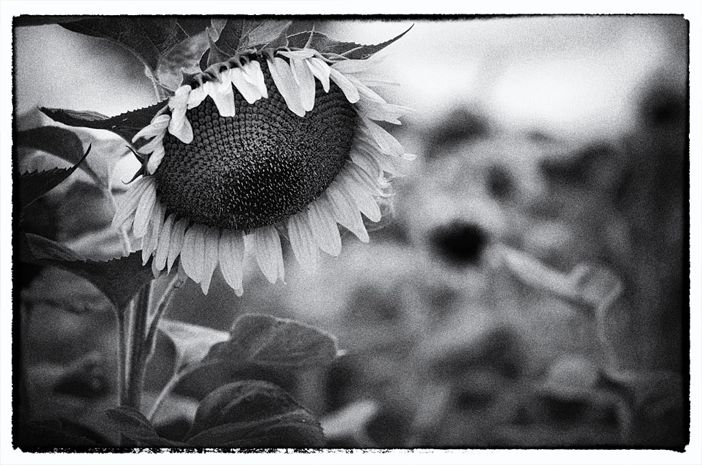Sonnenblumen