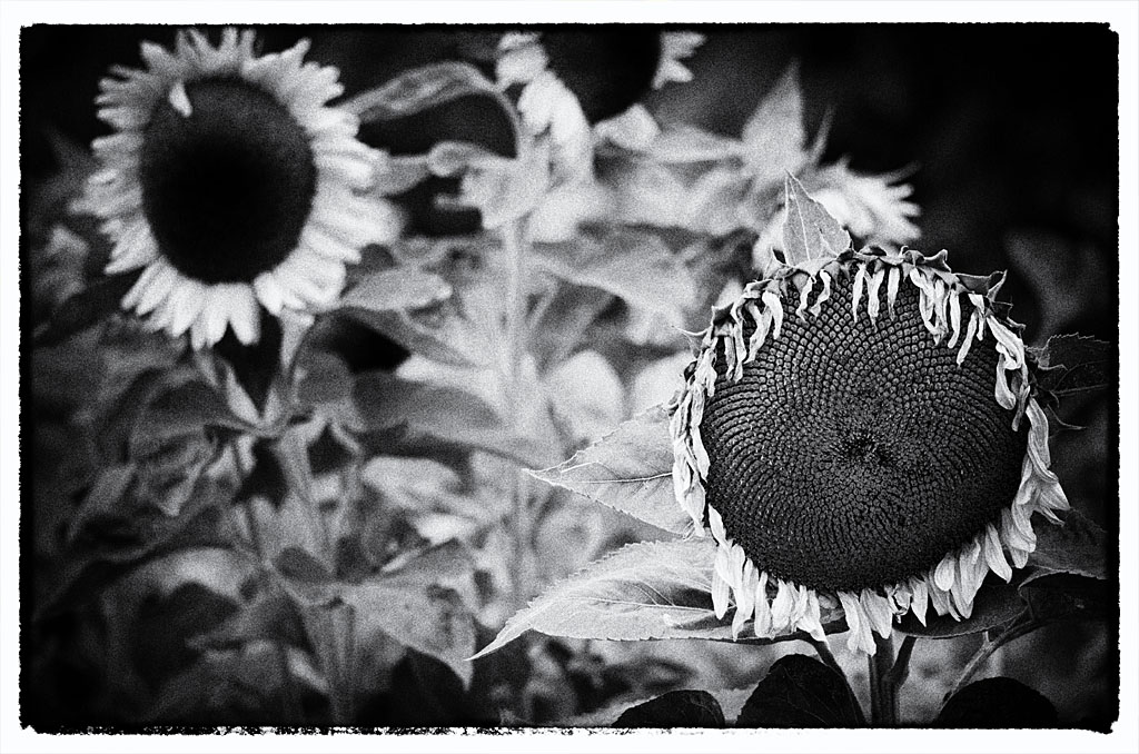 Sonnenblumen