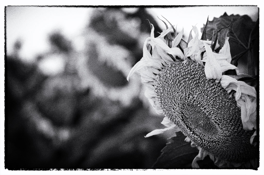 Sonnenblumen