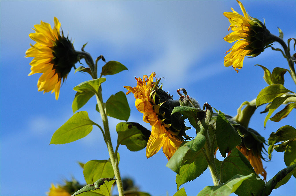 Sonnenblumen