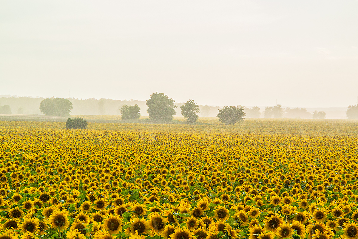 Sonnenblumenfeld.jpg