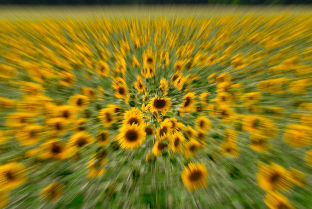 Sonnenblumenkern