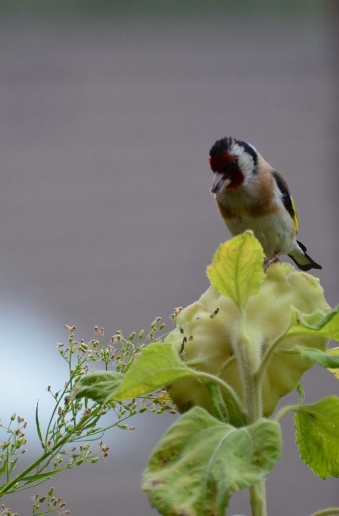 Sonnenblumenräuber
