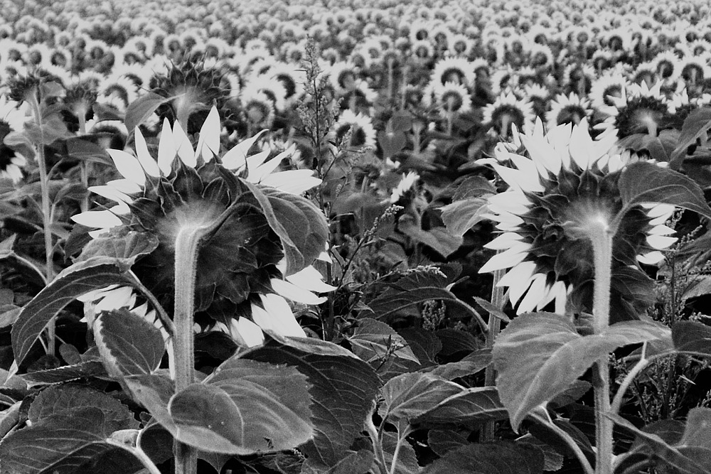 sonnenblumeSW