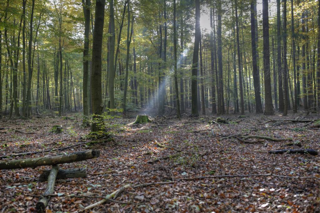 sonnenlicht