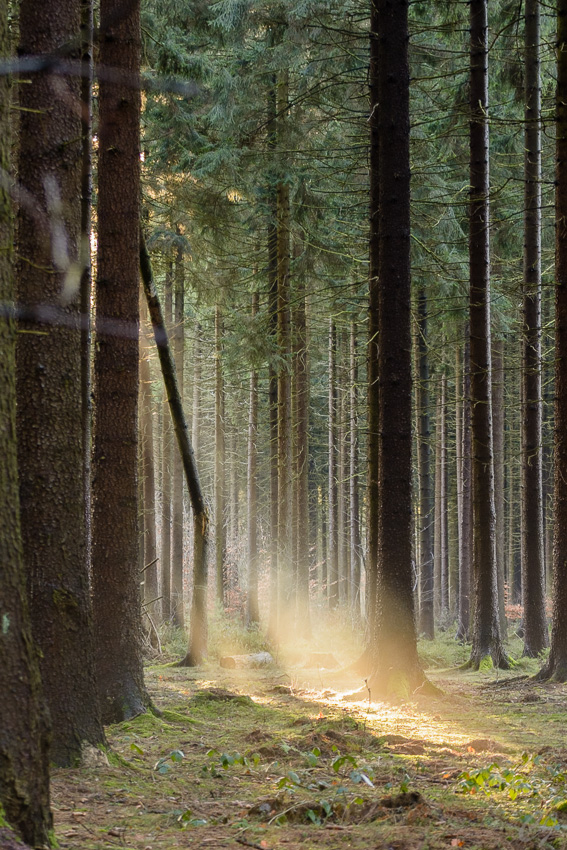 Sonnenstrahlen im Wald