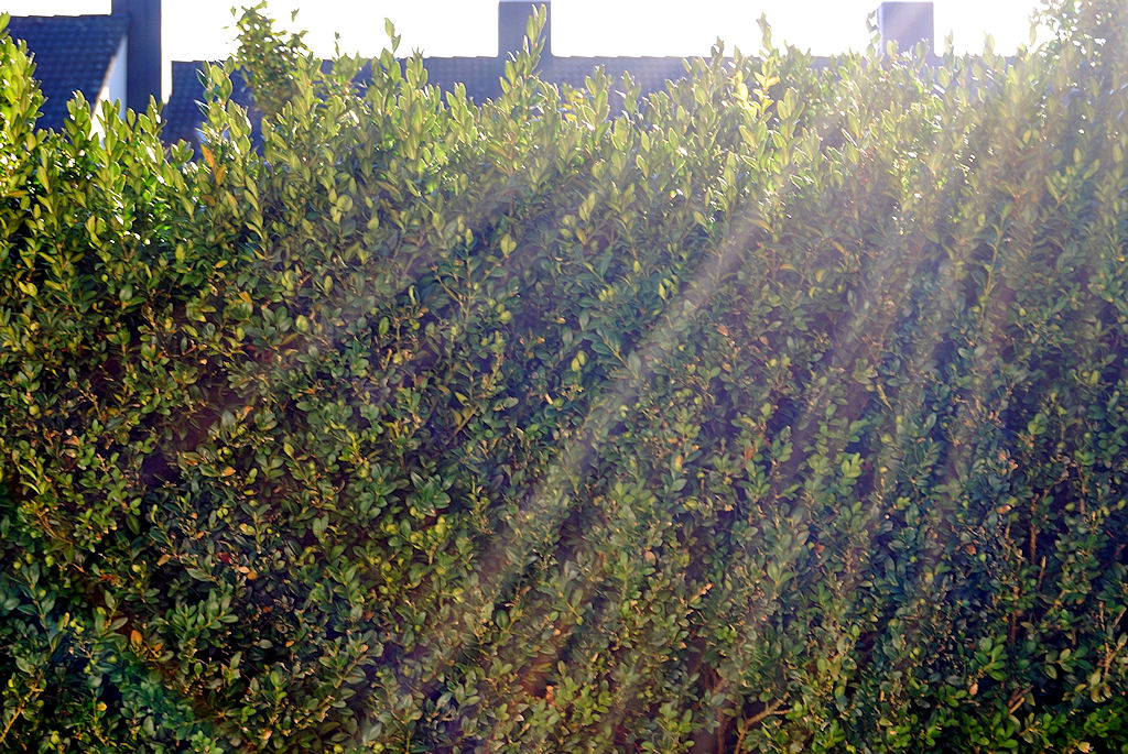 Sonnenstrahlen