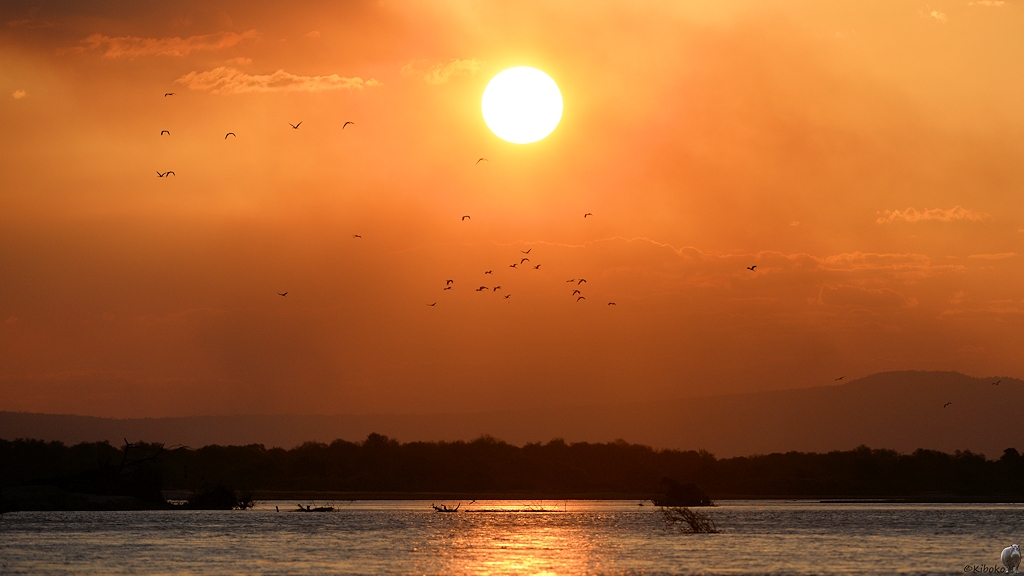 Sonnenuntergang auf dem Rufiji River
Selous Game Reserve

s1595 Selous Sonnenuntergang 2340
