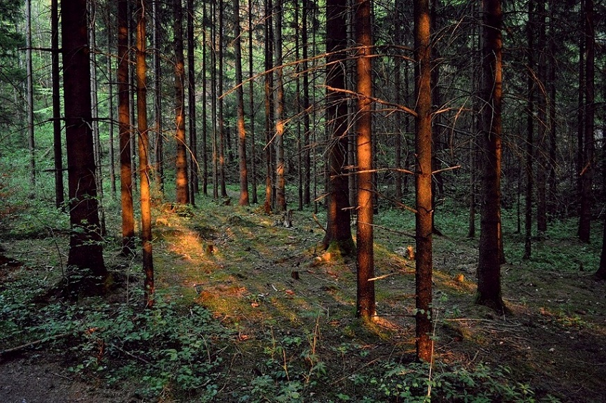 Sonnenuntergang im Wald