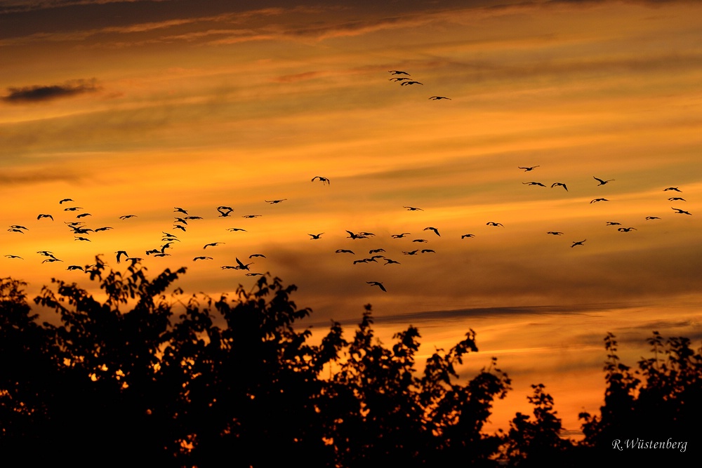Sonnenuntergang Kraniche