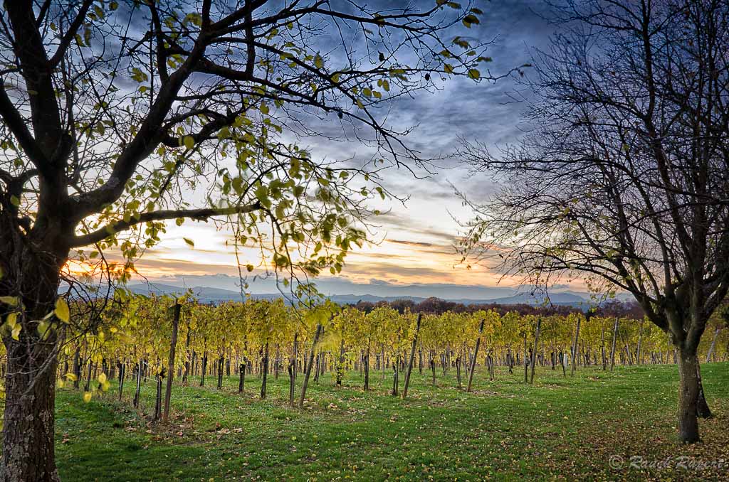 Sonnenuntergang Weingut Trummer