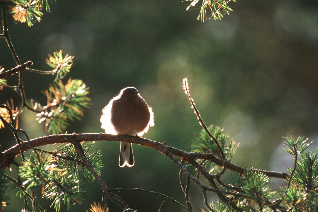 Sonnenvogel