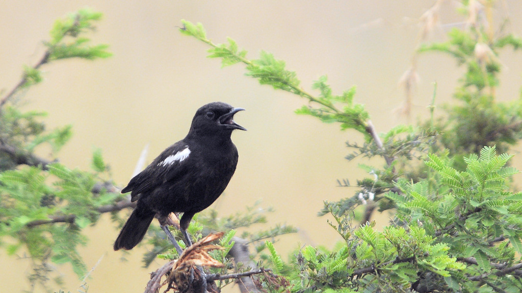 sooty chat 5