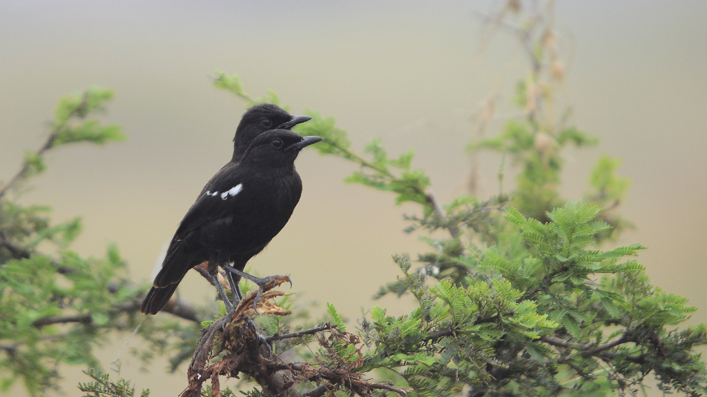 sooty Chat