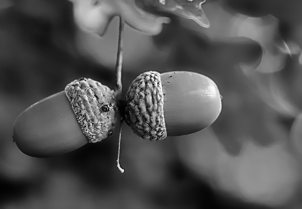Spätsommer BW.jpg