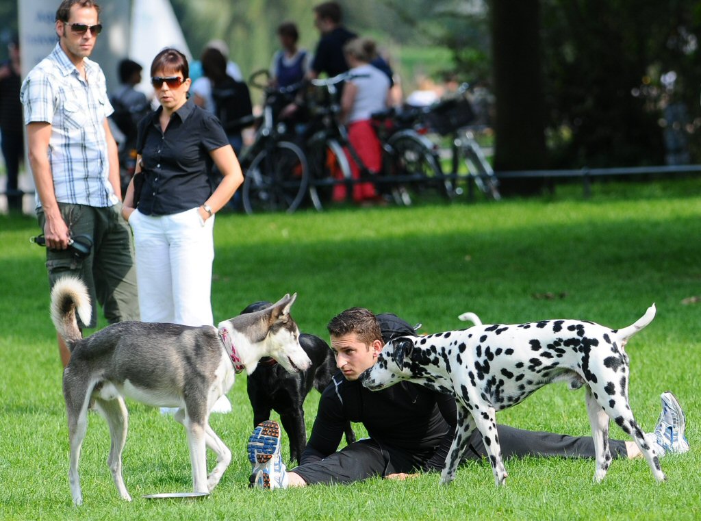 spagat hund klein