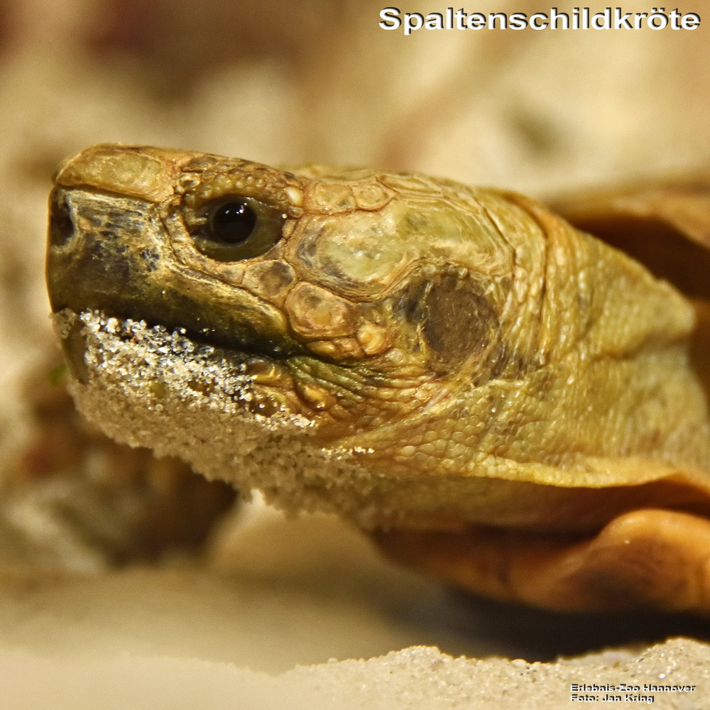 Spaltenschildkröte