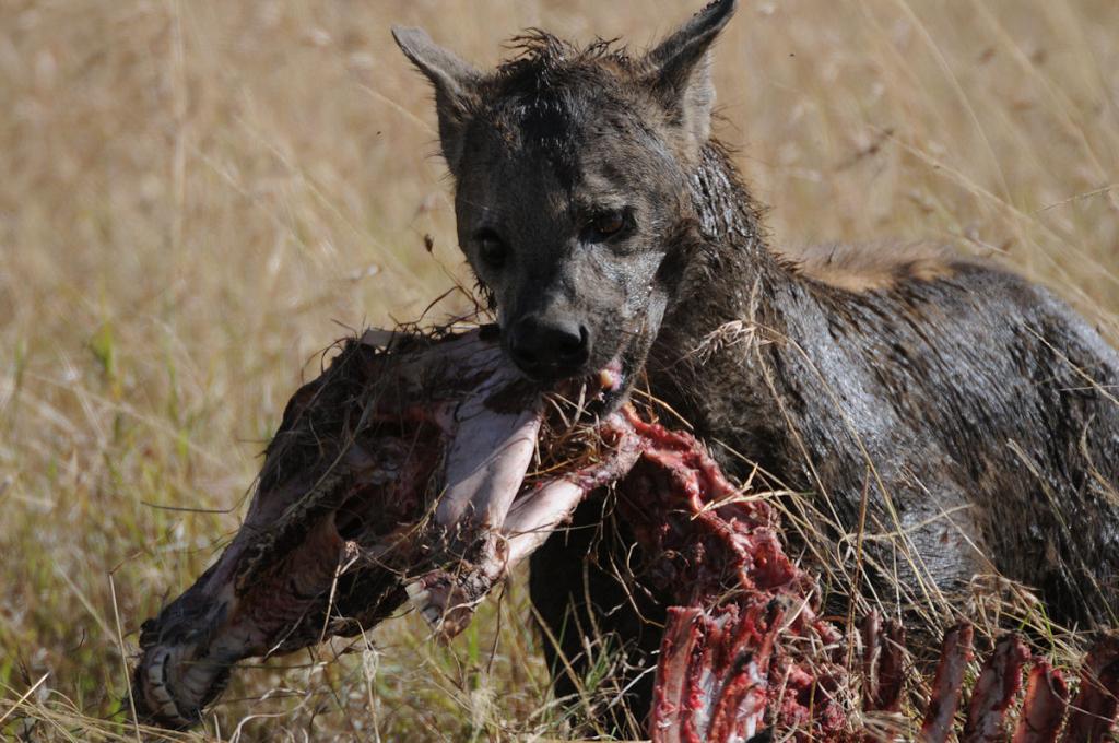 Spare Ribs
Eine Tüfpelhyäne hat die Reste eines Zebras gefunden
(Masai Mara)